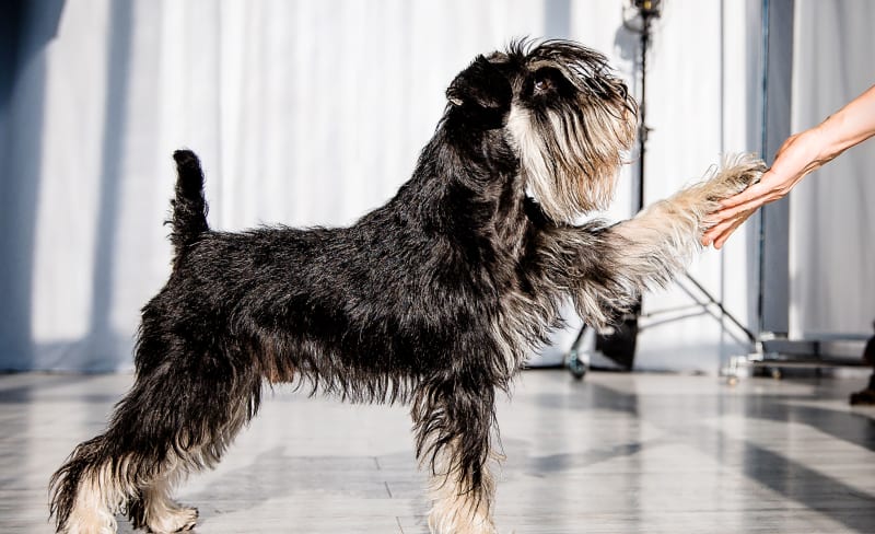 Pet Vaccinations & Parasite Prevention