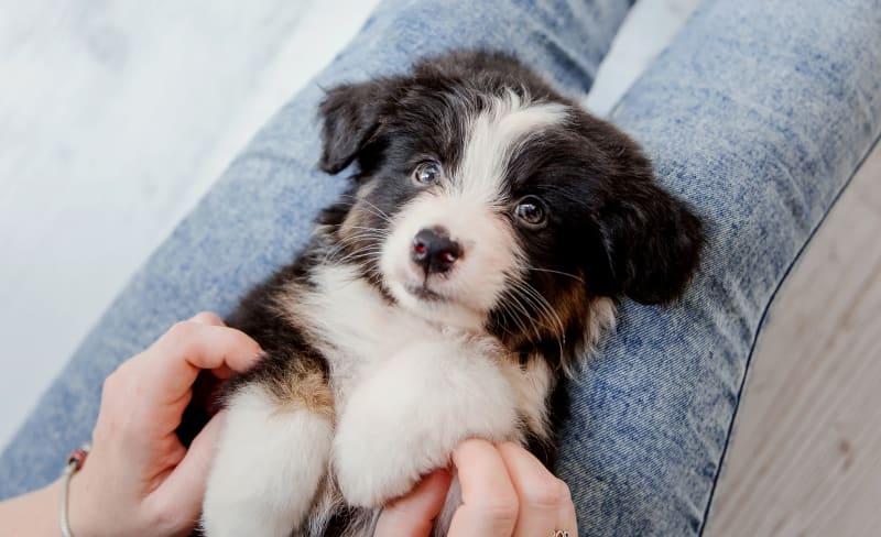 Cat & Dog Wellness Plans