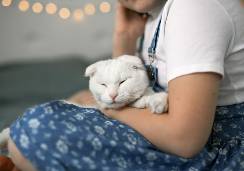 A cat sleeping at Veterinary Wellness Clinic of Columbia